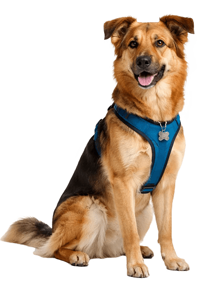 Собака и кот